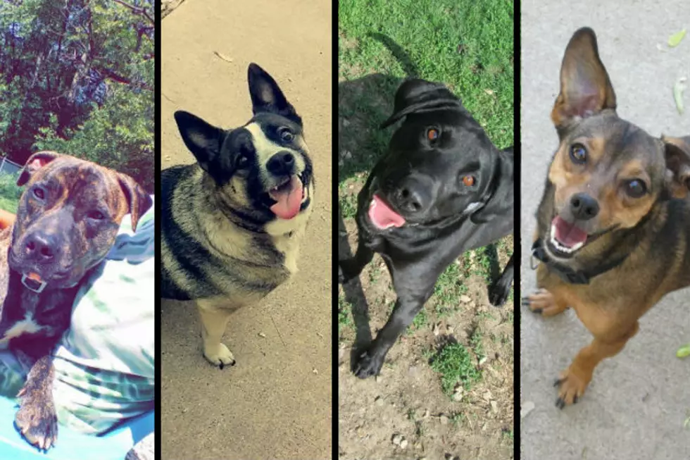 These Quincy Dogs Need a Good Home, Can You Guess Their Names?