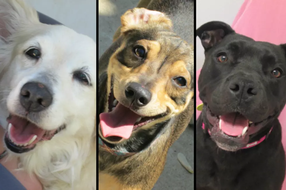 Here Are This Week’s ‘Name That Canine’ Adoptable Dogs
