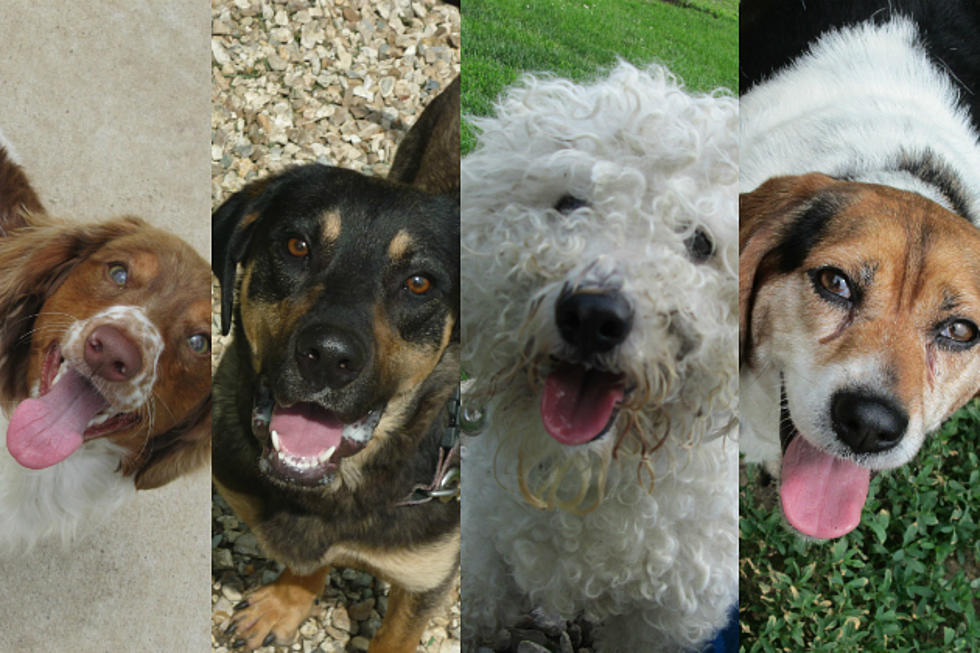 Want a Dog? Here Are Four That Are Looking For a Good Home