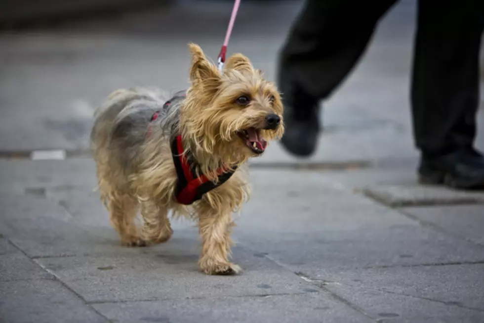 Quincy Humane Society’s Mutt Strut: Paw Wars 5K-9