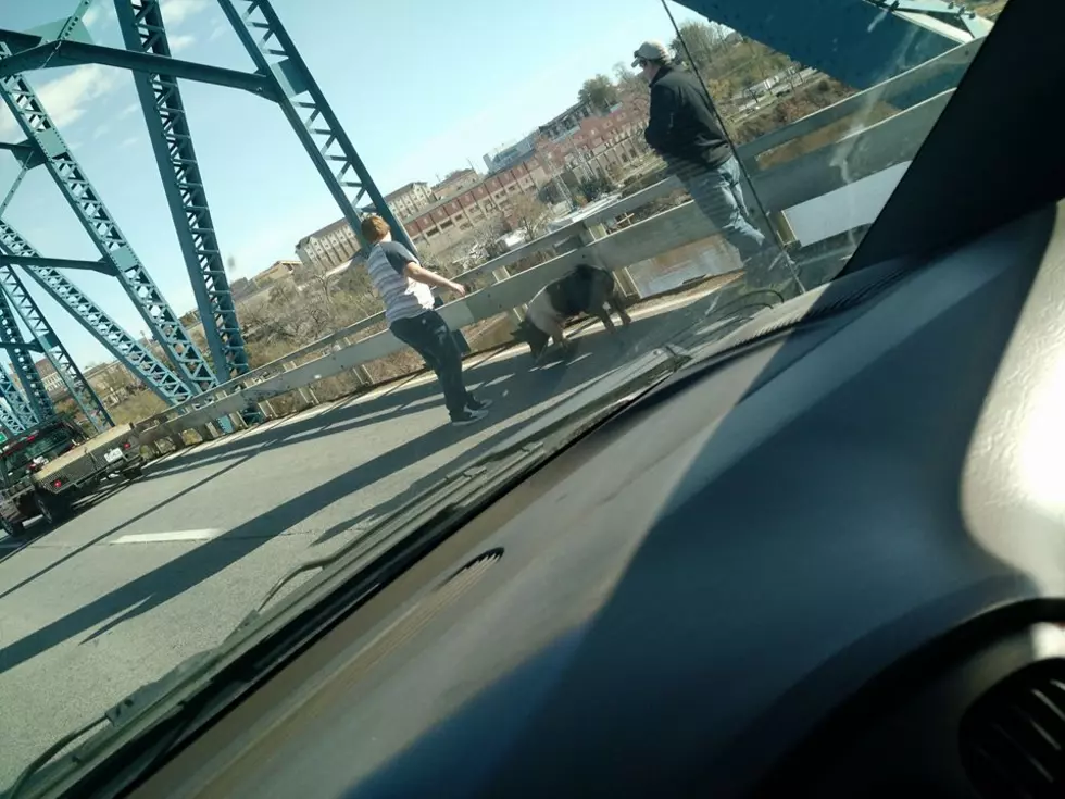 Pig Spotted on Memorial Bridge
