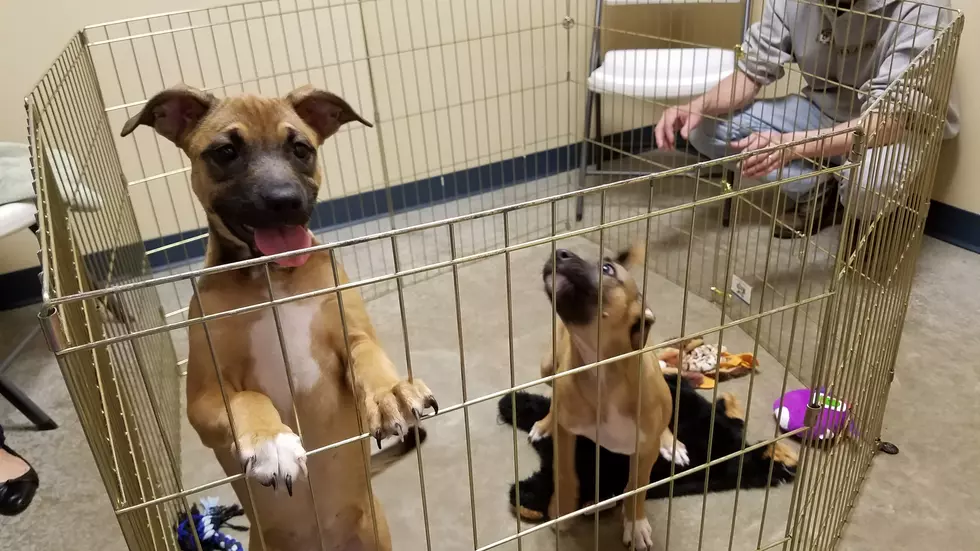 These Pups Need A Forever Home