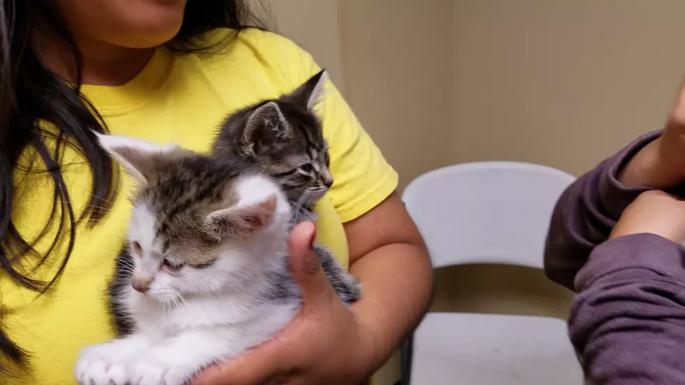 The Quincy Humane Society Has 23 Kittens Needing Forever Homes
