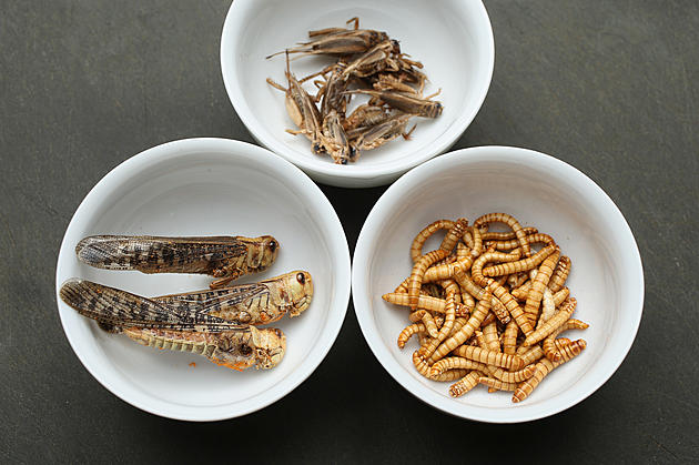 Would You Eat Fried Grasshoppers?