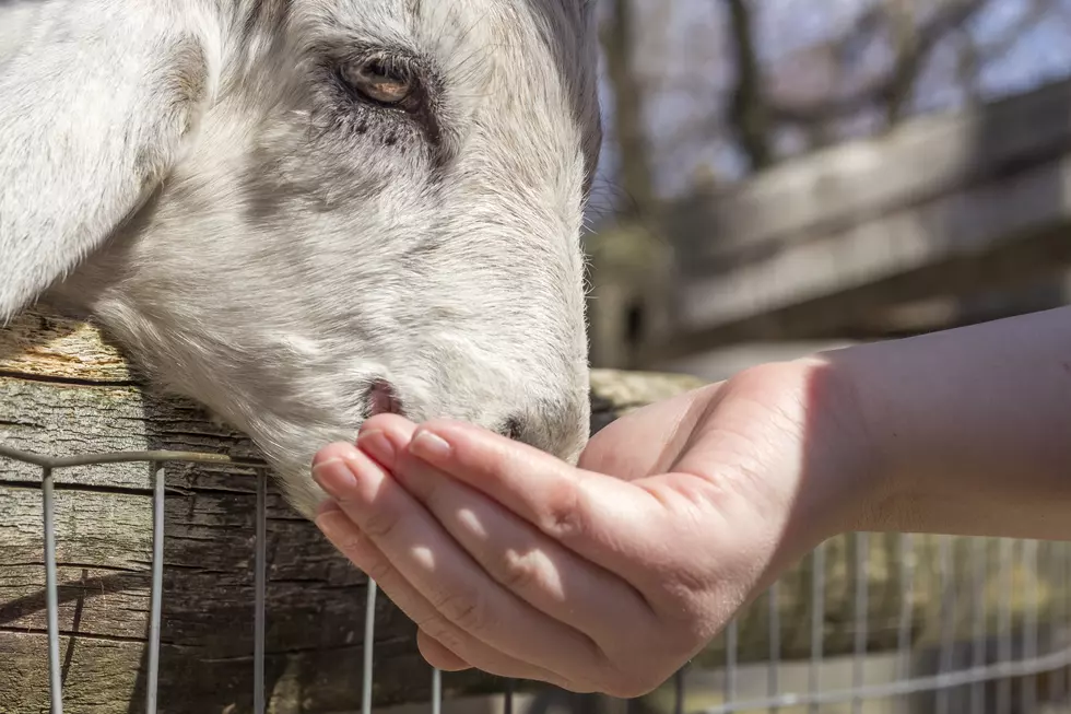 Exotic Petting Zoo Coming To Quincy This Weekend