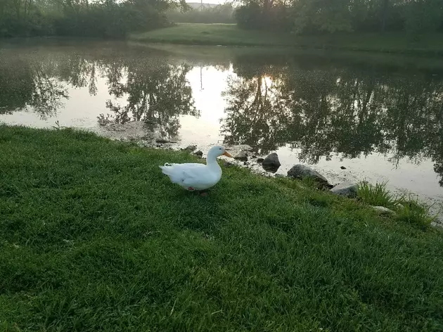 Duck Shot at Moorman Lake