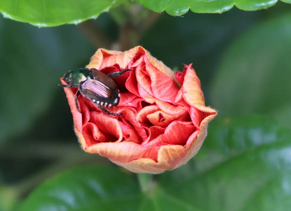 How To Handle Those Pesky Japanese Beetles