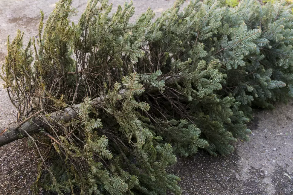 Illinois Man Is Making Free Canes for Veterans From Your Old Christmas Trees