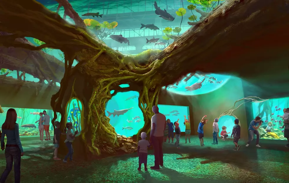 Take A Sneak Peek Into the New St. Louis Aquarium