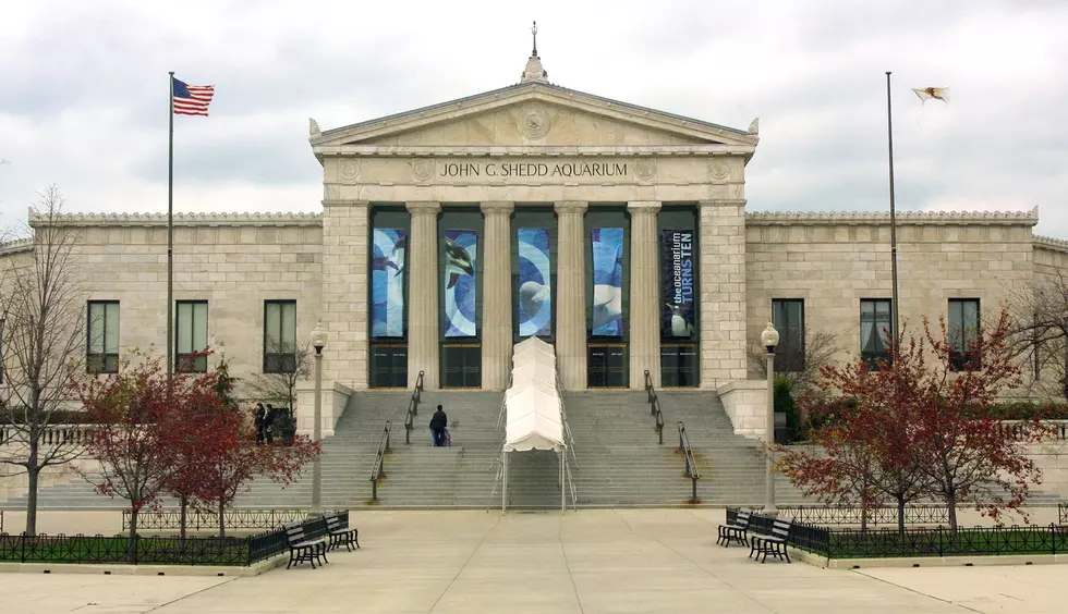 Illinois Residents Can See The Shedd Aquarium For Free This Winter