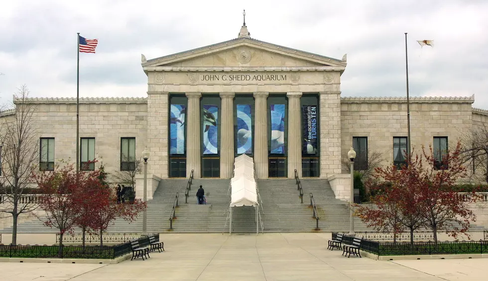 Free Museum Days in Chicago!