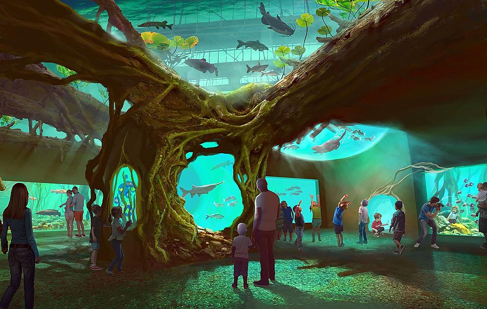 The St. Louis Aquarium Needs Your Artwork