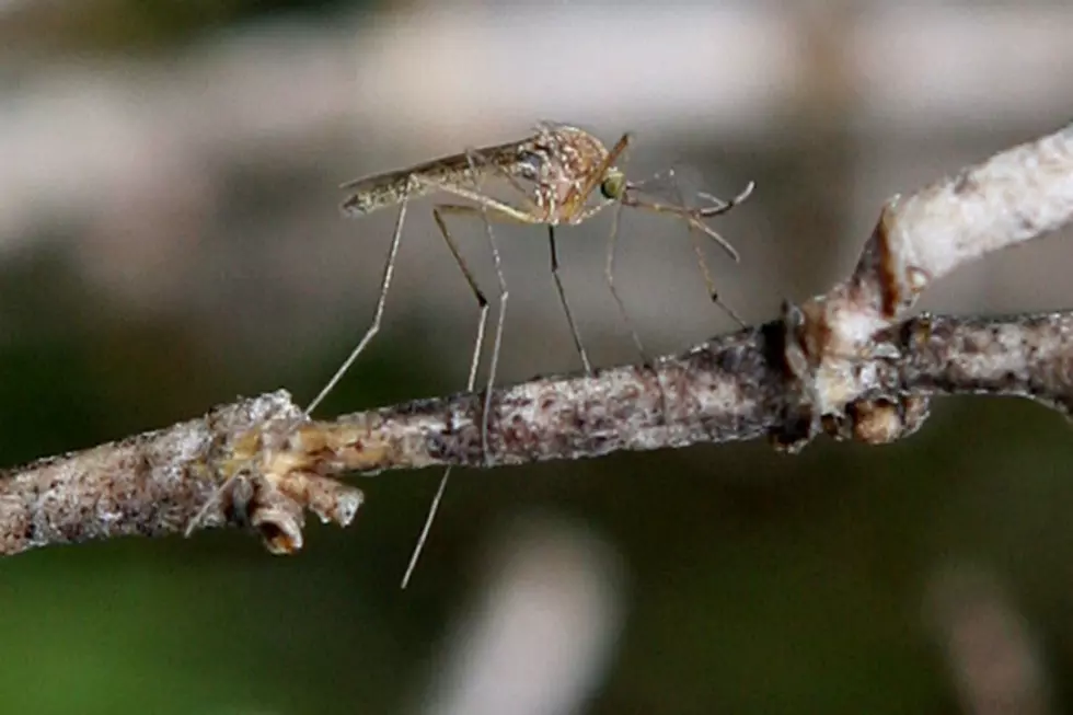First Mosquitoes With West Nile Virus Reported In Adams County