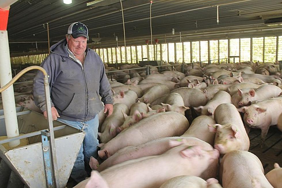 Monroe City Farmer Help Donate 100 Hogs For Those in Need