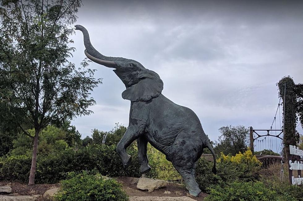 St. Louis Zoo To Open In June