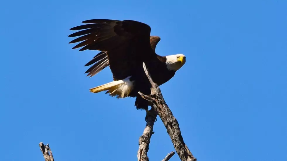 Get an up-close look at eagle’s nest on Hannibal’s riverfront