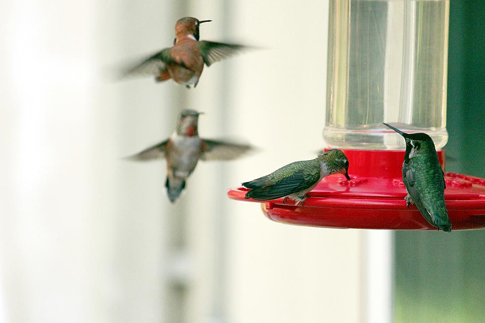 Hummingbirds are Making Their Way Back Home