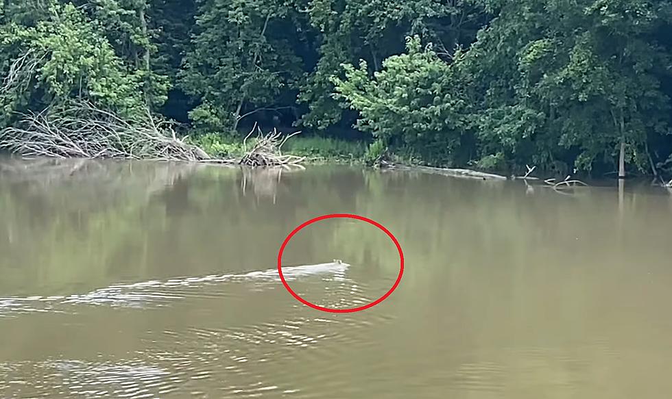 Huge Bear Spotted Crossing the River Near Beardstown, Illinois