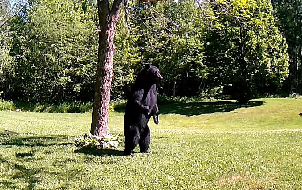 Midwestern Guy Shares Video of Bear Walking Around Like Bigfoot