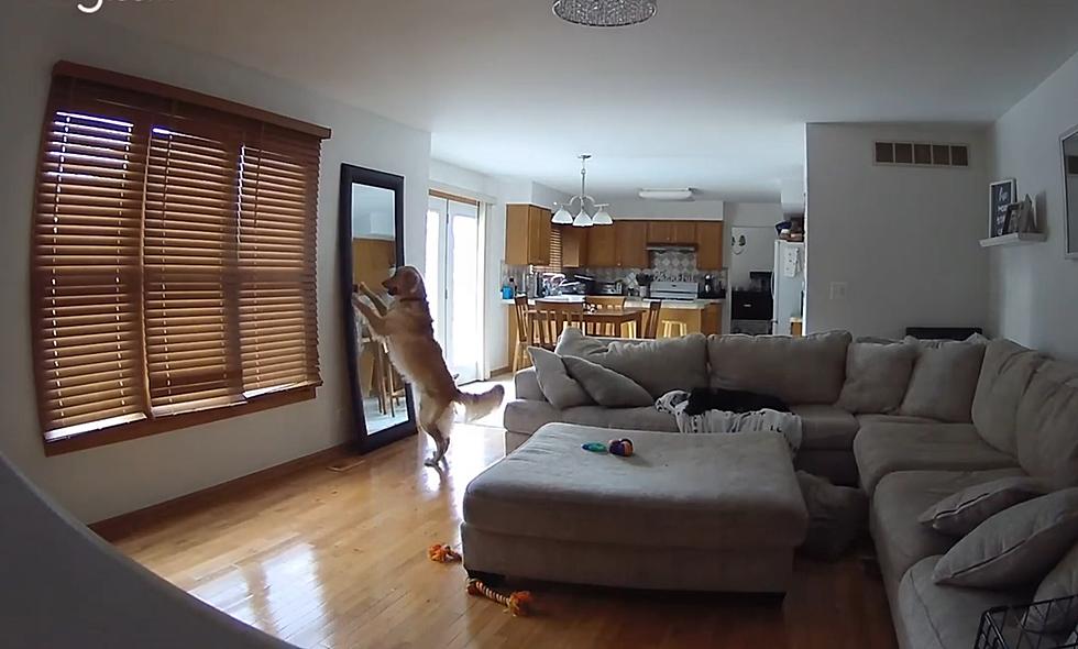 Illinois Family’s Mirror Gets Broken, Dog Tries to Act Innocent