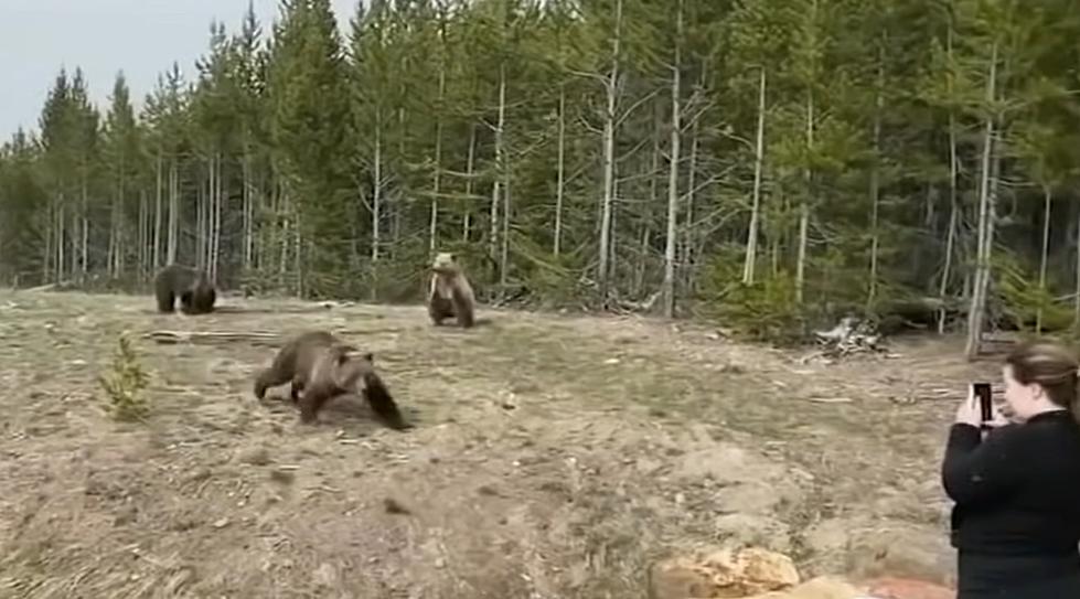 Illinois Woman Charged for Incident with Grizzly at Yellowstone