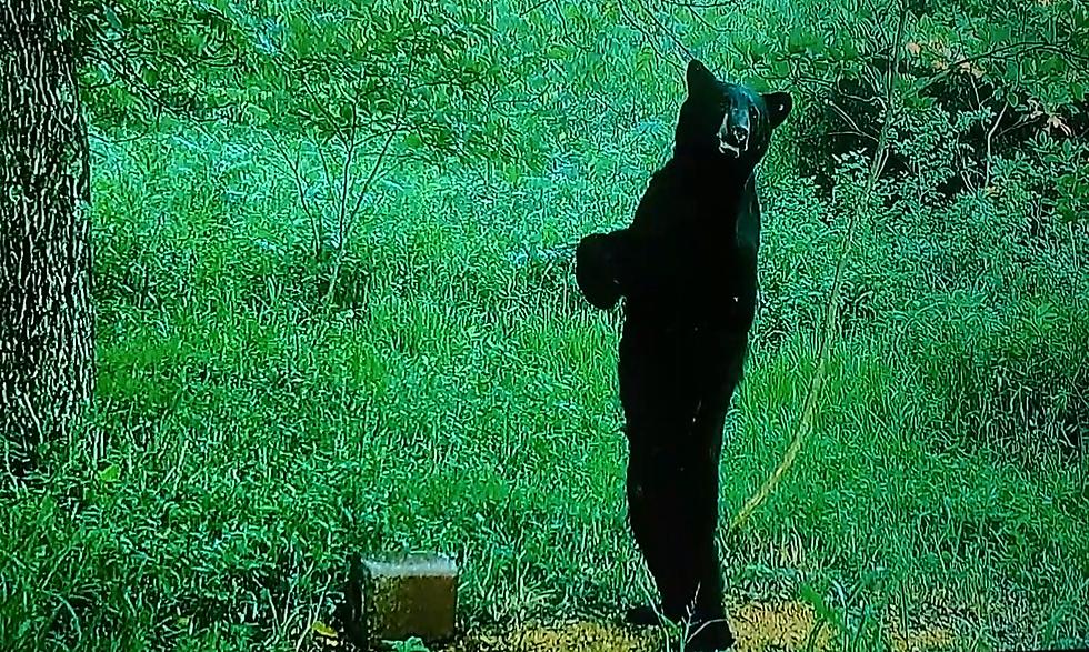 Missouri Trail Cam Video Shows Bear Walking Around Like Bigfoot
