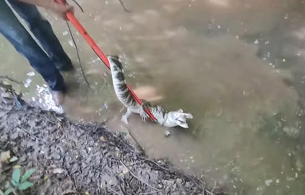 Watch a Shocked Missouri Man Pull an Alligator from a Creek