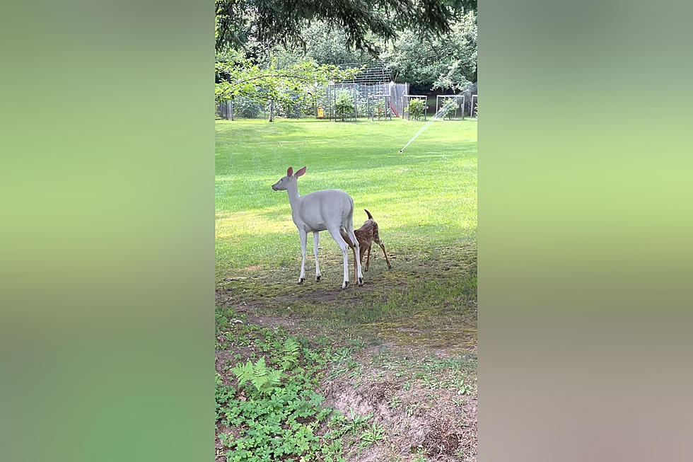 Midwest Driver Shares Video of Albino Deer with Fawns in a Yard