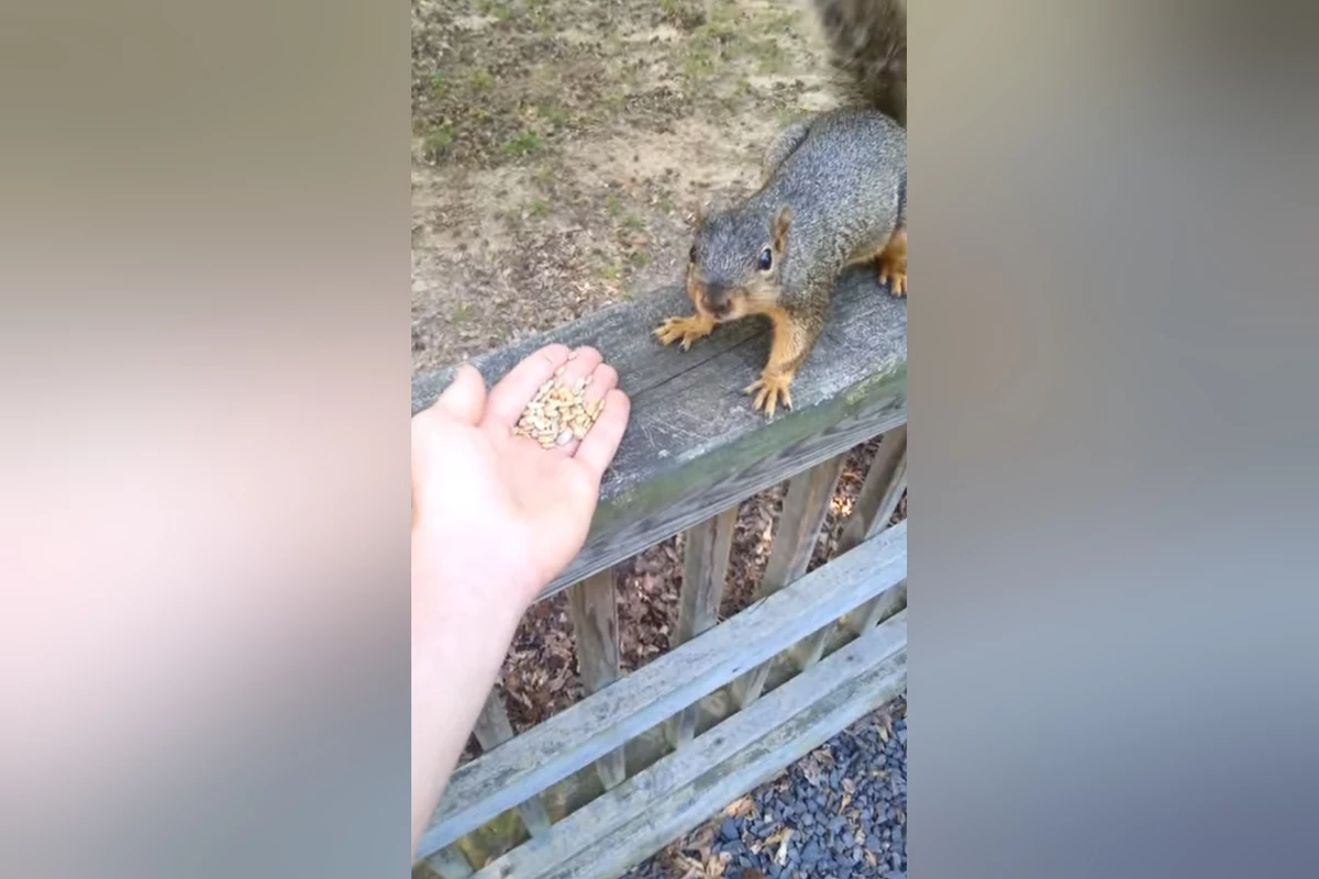 Arkansas Genius Decides to HandFeed a Squirrel Then Regrets It