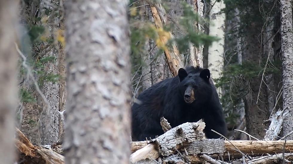 Illinois Man Killed by a Bear While Camping in Smoky Mountains