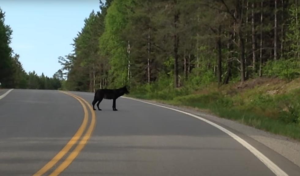 Midwest Driver Gets Stopped on Highway by Black Wolf and her Pup