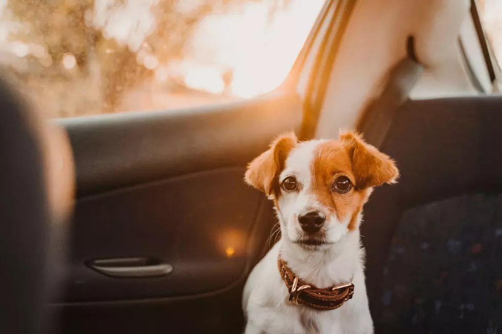 In Illinois Can You Legally Break A Car Window To Rescue A Dog From The Heat?