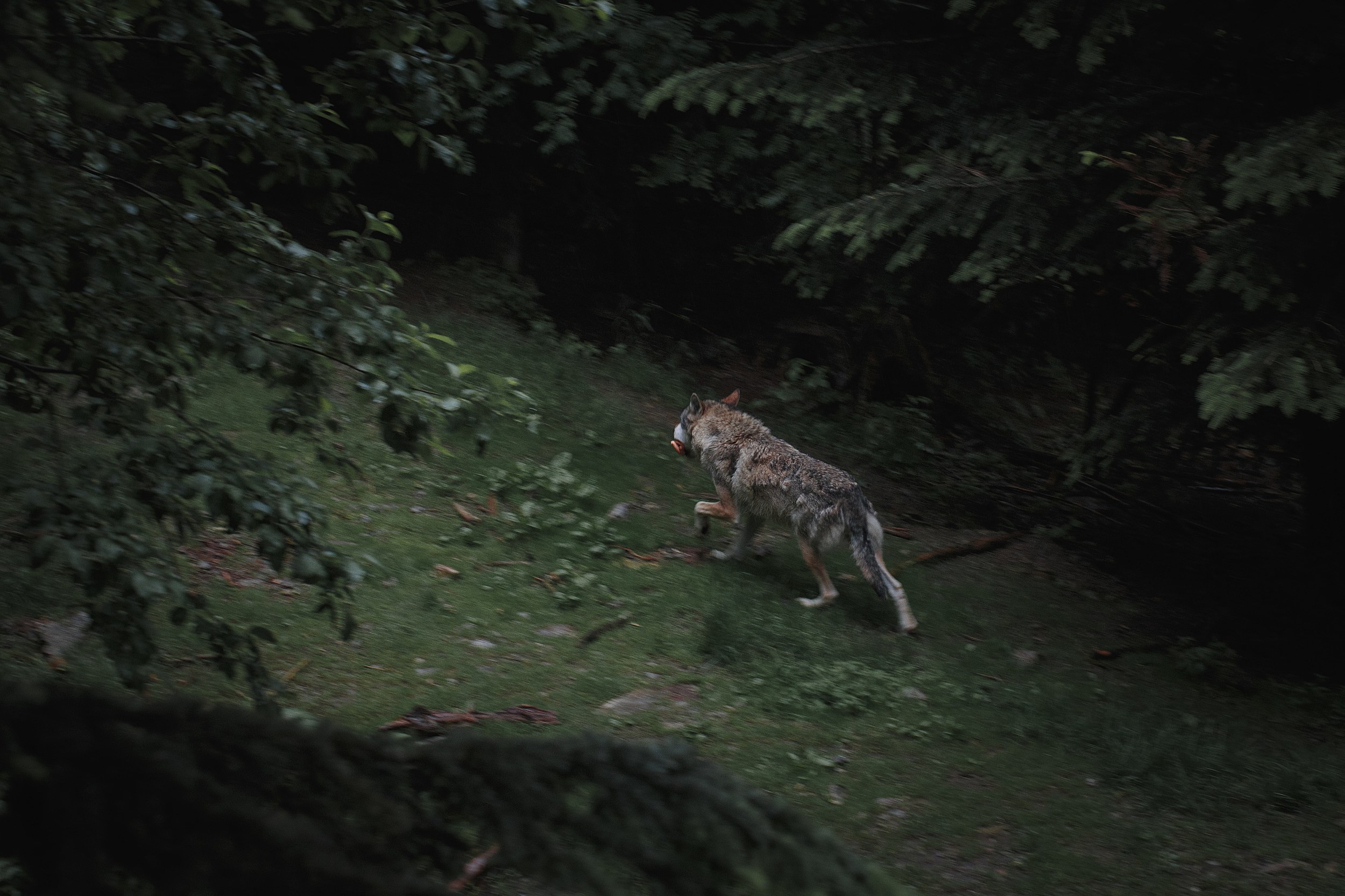real werewolf sightings