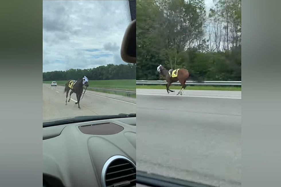 Highway Drivers Share Video of Being Passed by a Race Horse
