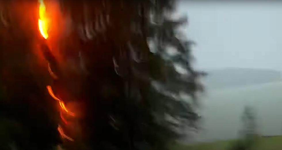 Wild Video Shows the Moment Lightning Made a Tree Explode