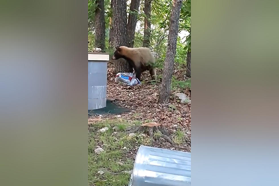 Missouri Dude Shares Video of a Two-Tone Bear in his Backyard