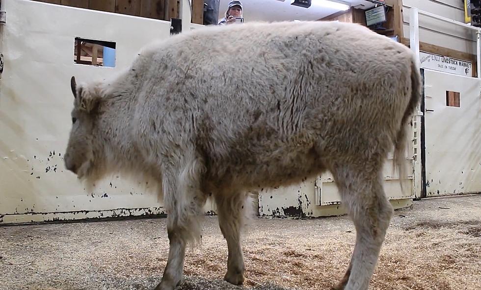 Did You Know There Was a White Buffalo in Macon, Missouri?
