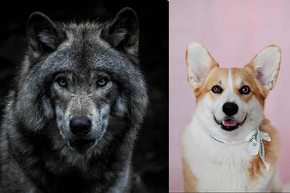 Someone Said They Saw a Wolf and a Corgi on Illinois Highway 57