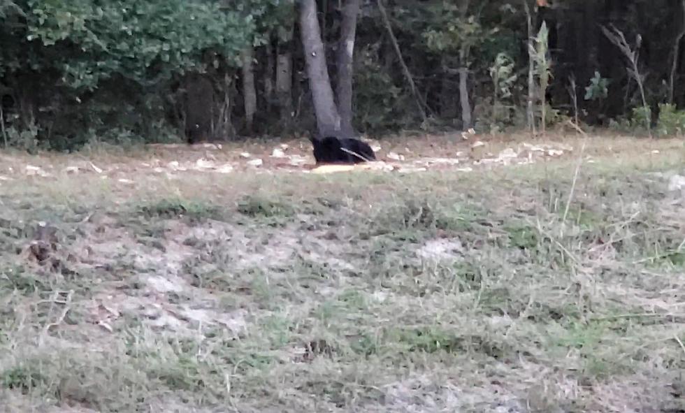Midwest Farmer Surprised to See a Bear Eating All His Corn