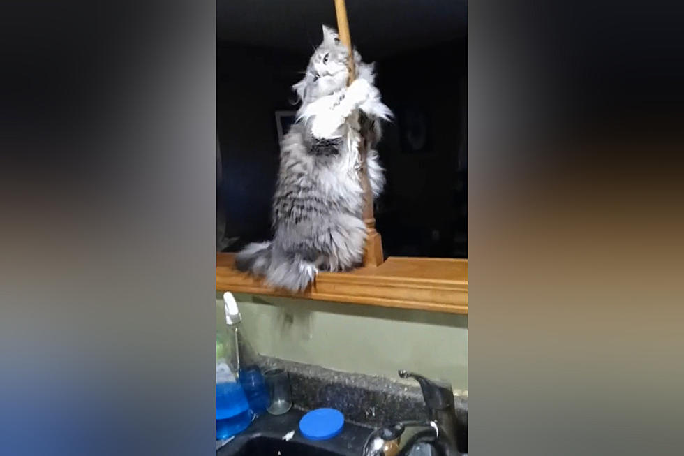 Watch a Missouri Cat Named Cleo Put on an Exotic Pole Dance Show