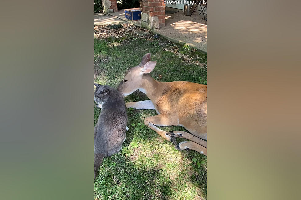 Missouri Deer Named ‘Buttons’ Has a Best Friend Who’s a Cat