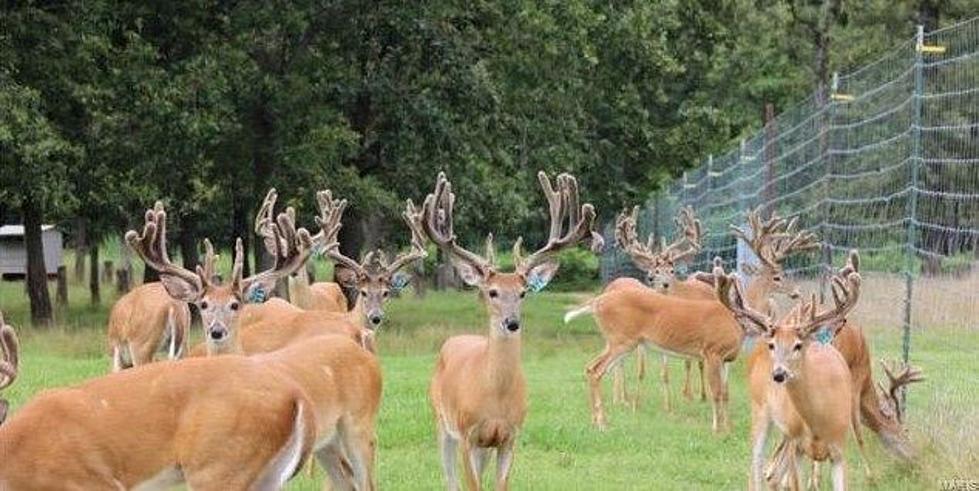 Yes, You Really Could Have Your Very Own Missouri Deer Farm