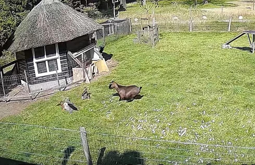 Watch a Heroic Goat Rescue a Chicken Being Attacked By a Hawk