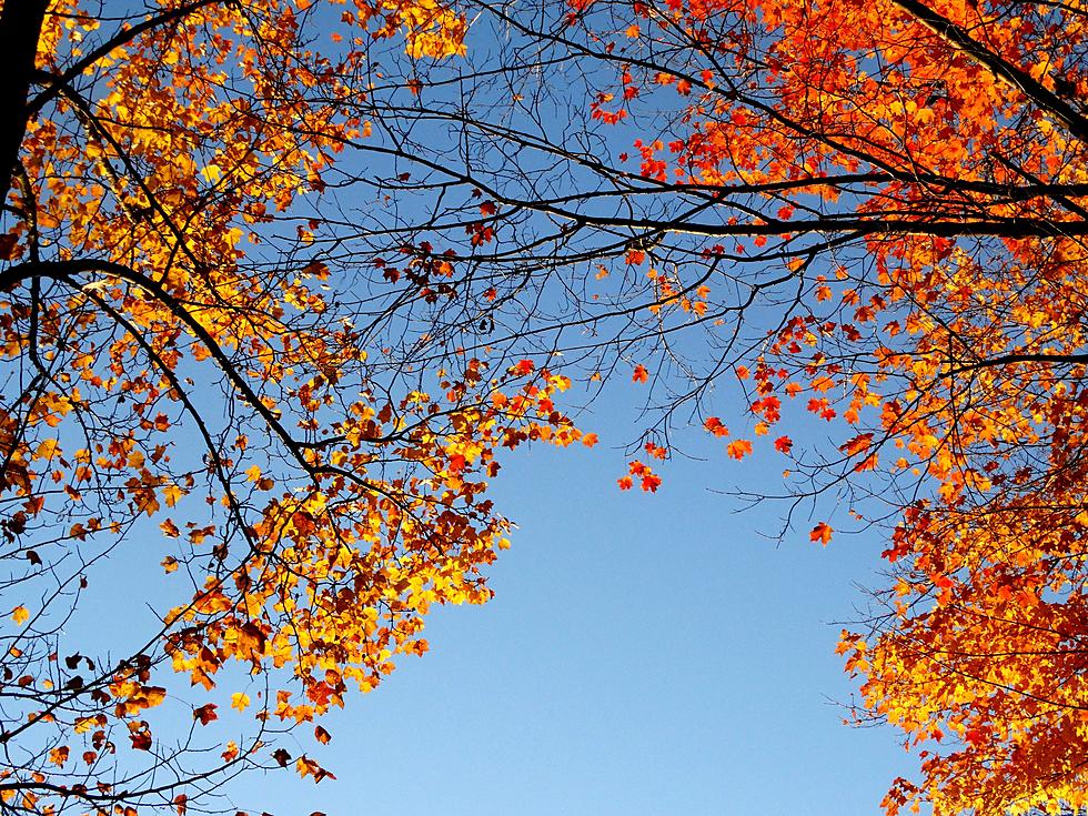 New Map Predicts Missouri and Illinois to See Fall Colors Soon