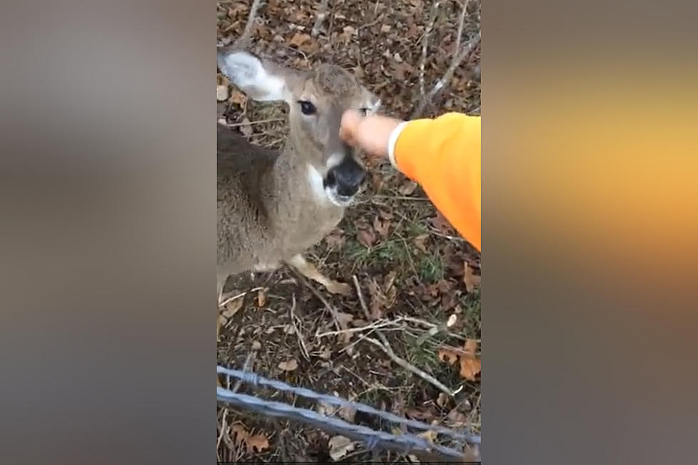 Missouri Man Finds Out Why You Don&#8217;t Pet Wild Deer the Hard Way