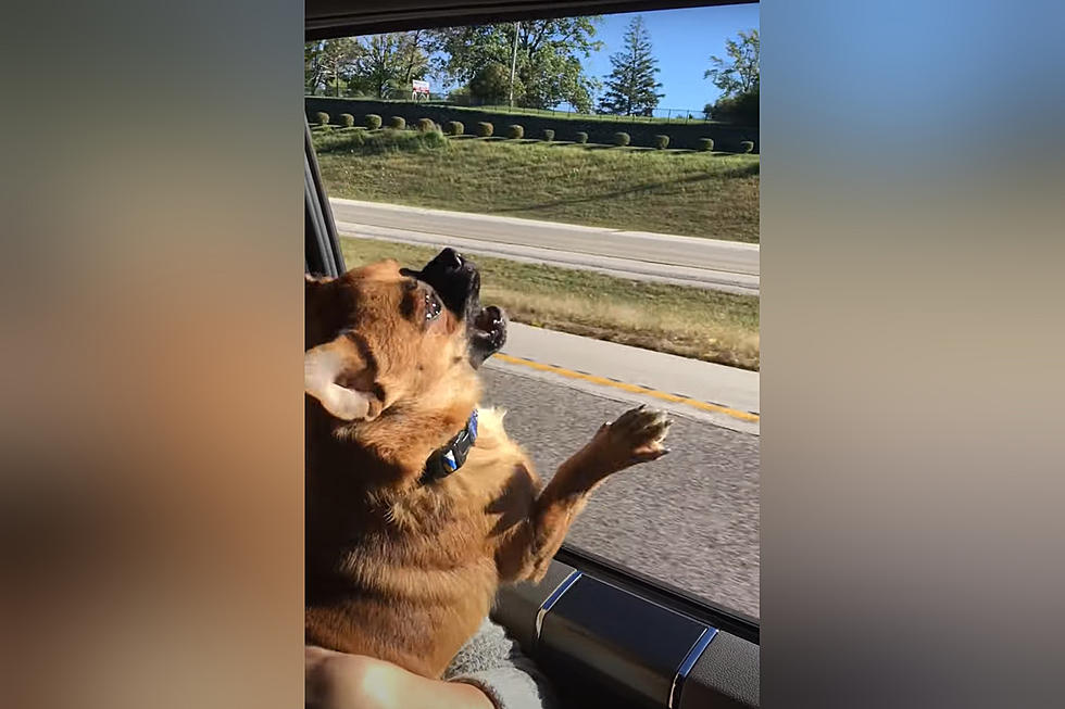 Watch a Missouri Dog’s Pure Joy of 1st Ride with the Windows Down