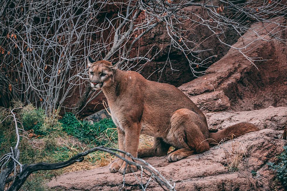 Report: Mountain Lion Spotted Just East of Farmington, Iowa