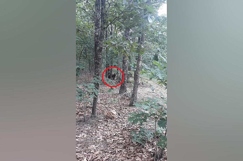 Missouri Man Shares Video of Bear He Saw in Mark Twain Forest