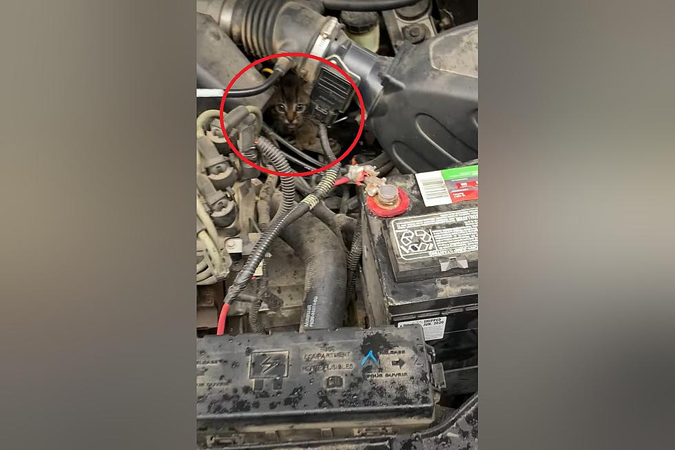 Missouri Driver Surprised to Discover Why Her Engine was Purring
