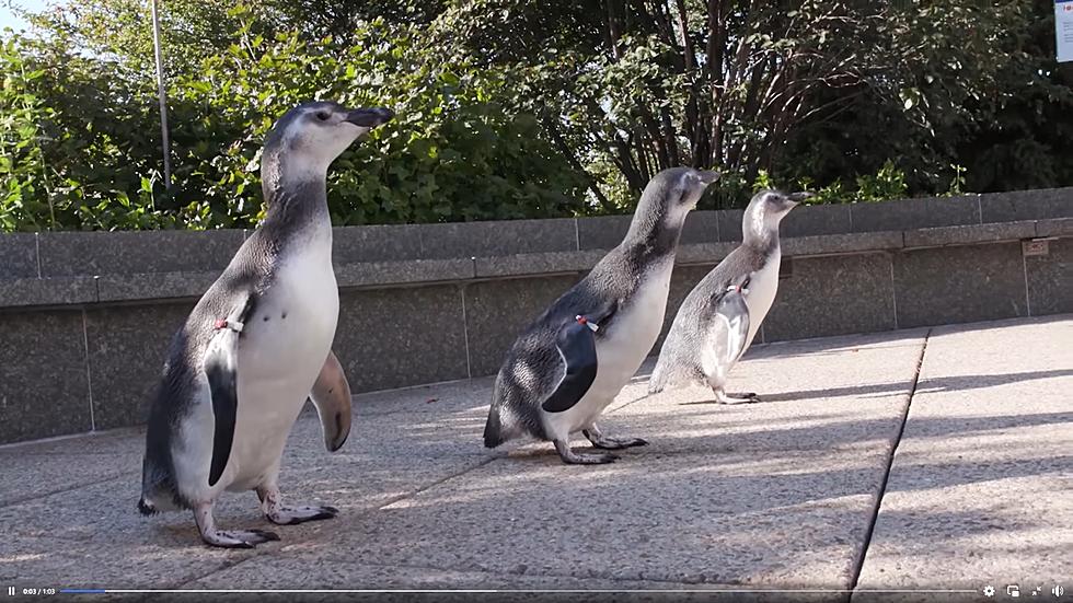 Watch Baby Penguins in Chicago Experience Sunshine for First Time